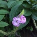 Stachytarpheta mutabilis फूल