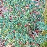 Ruscus aculeatus 整株植物