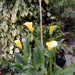 Zantedeschia albomaculata Flors