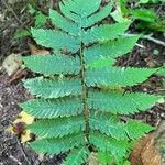 Dryopteris goldieana Leaf