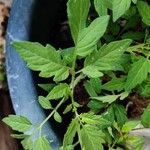 Solanum lycopersicumBlatt