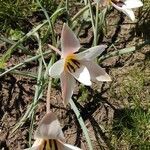 Tulipa clusiana Habitus