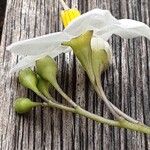 Solanum laxum Flower