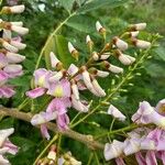 Gliricidia sepium Flower