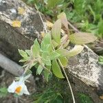 Linaria triphylla Hostoa