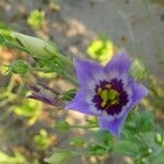 Eustoma exaltatum Cvet