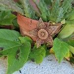 Orbea variegataFlower