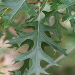 Quercus ellipsoidalis Leaf