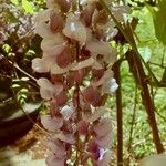 Wisteria floribunda Flor