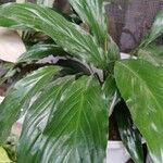 Spathiphyllum floribundumЛисток