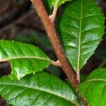 Myrica pubescens Lubje
