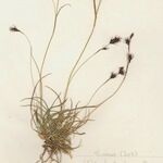 Carex frigida Libunga