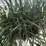 Brassavola nodosa Habit