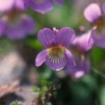 Viola pyrenaica Flor