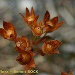 Androsace maxima Fruit