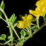 Cytisus ardoinoi Other