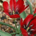 Tulipa undulatifolia Kukka
