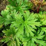 Geranium psilostemon Folha