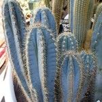 Pilosocereus pachycladus Habitatea