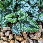 Cyclamen hederifolium Leaf