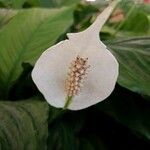 Spathiphyllum wallisii Flower