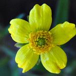 Ranunculus fascicularis Flower