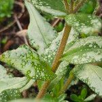 Pulmonaria affinis Ekosanga