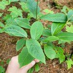 Viburnum nudum Leaf