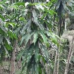 Dimerocostus strobilaceus Hoja