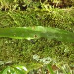 Loxogramme lanceolata Blad