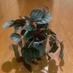 Peperomia albovittata Ліст