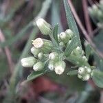 Erigeron canadensisFleur