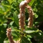 Salix breviserrata Fula