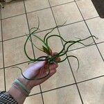 Tillandsia bulbosa Liść