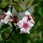 Strophanthus gratus Fleur