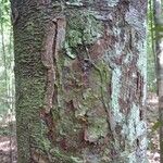 Batocarpus amazonicus 树皮