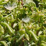 Delosperma steytlerae Floro