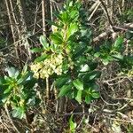 Arbutus unedo Flors