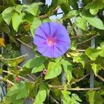 Ipomoea sagittata 花