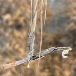 Aeluropus littoralis Autre