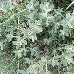 Salvia chamaedryoides Hábito