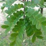 Caesalpinia echinata برگ