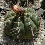 Gymnocalycium oenanthemum Blad