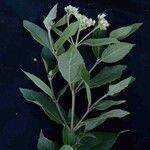 Clibadium armanii 花