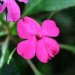 Impatiens flaccida Kwiat