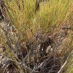 Ephedra viridis Leaf