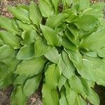 Hosta lancifolia ᱥᱟᱠᱟᱢ