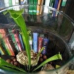 Sarracenia flava Likasa