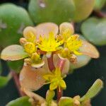 Sedum spathulifolium ᱵᱟᱦᱟ