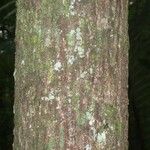 Pachira dolichocalyx Bark